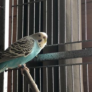 Meet your Posher, Amelia